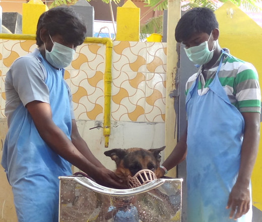 pet care chennai
