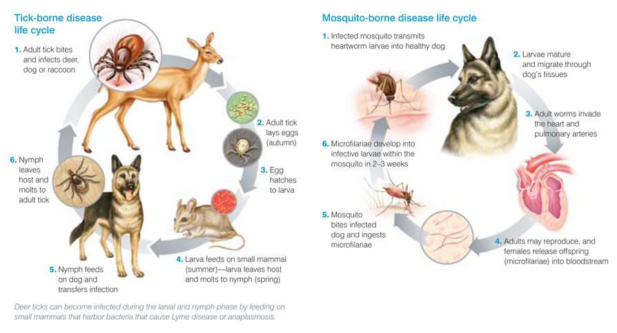 tick removal in chennai