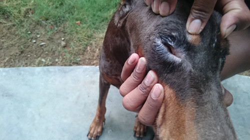 tick removal